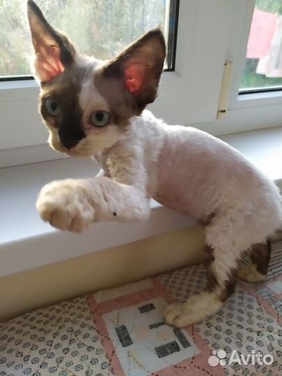 Котята девон-рекс