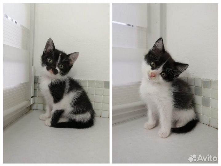 Девочка и мальчик в добрые руки