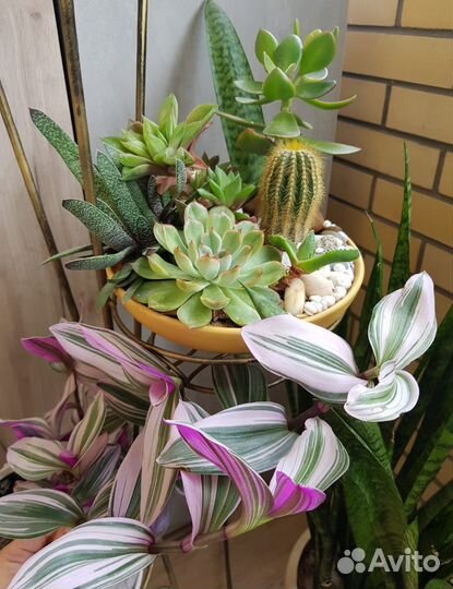 Суккуленты, тирукалли Лето круглый год