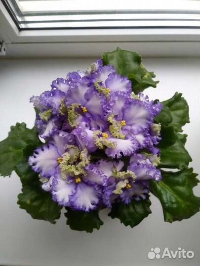 Сортовая фиалка Curly Ocean