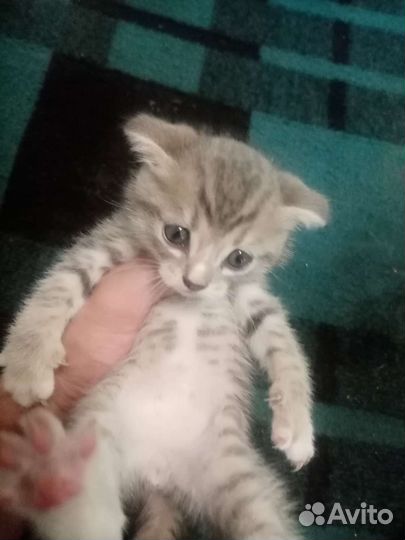 Британский вислоухий