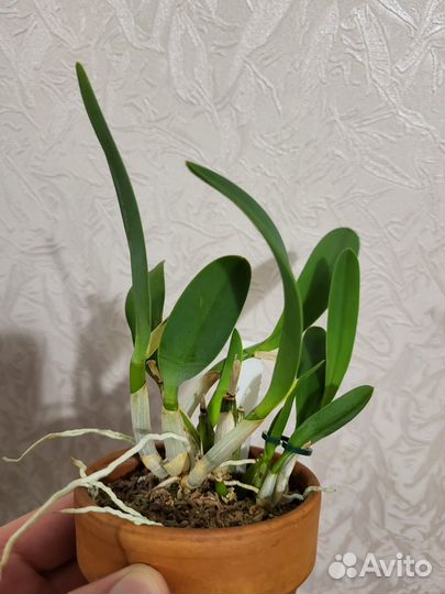 Продам мини орхидею (cattleya)