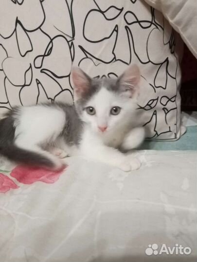 Котята в добрые руки бесплатно