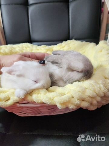 Декоративные кролики MiniLop объявление продам
