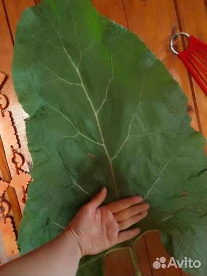 Сок лопуха для здоровья