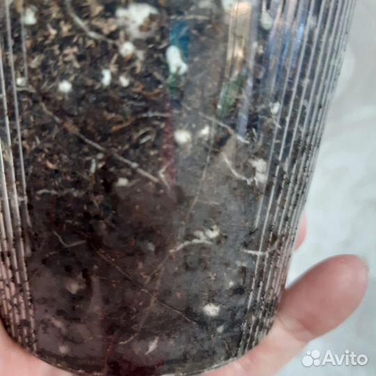 Герань пеларгония