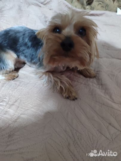 Йоркширский терьер,вязка