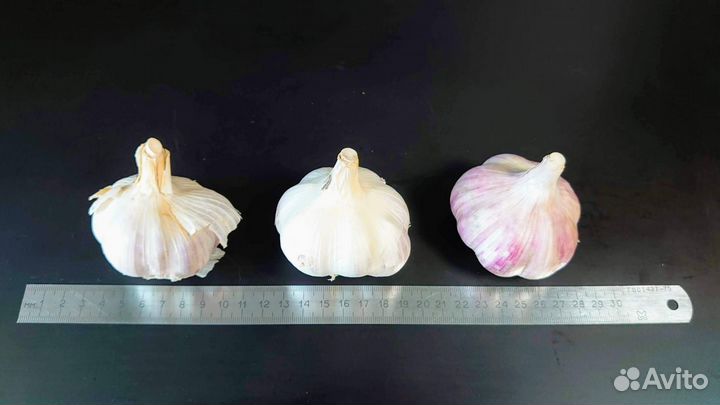 Чеснок озимый, сорт Любаша 1-я репродукция