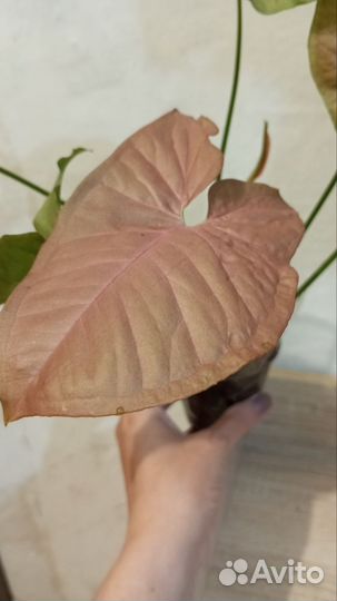 Сингониум неон пинк