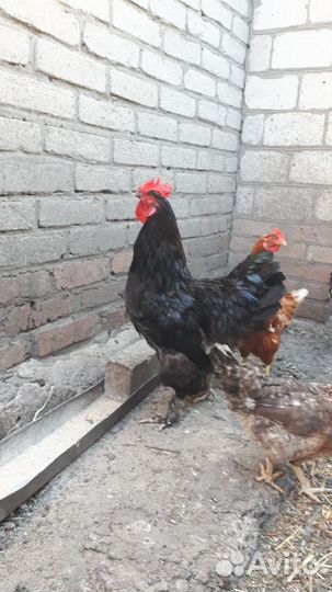 Петух брама