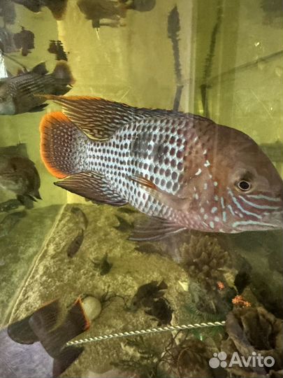 Аквариумные рыбы цихлиды для аквариума