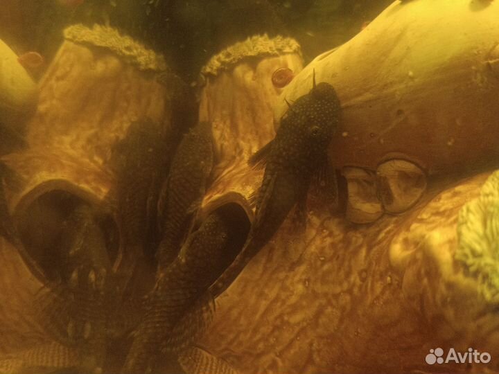 Сомики анциструсы