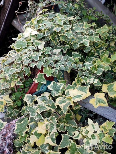 Большие взрослые плющи в горшках