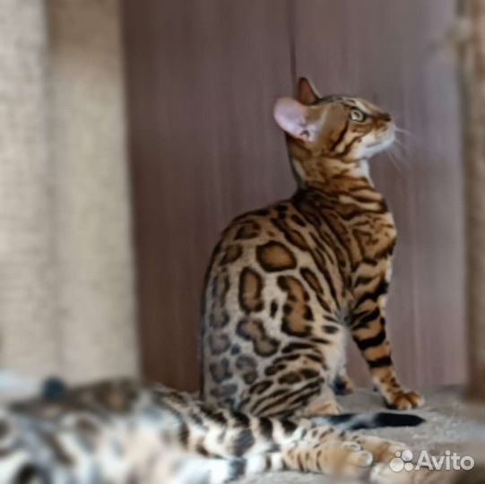 Бенгальская девочка