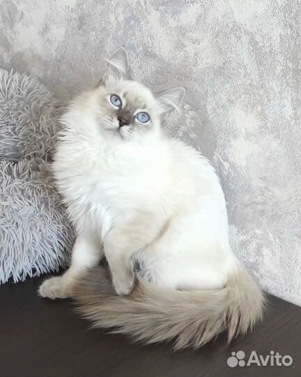 Пушистые подарки