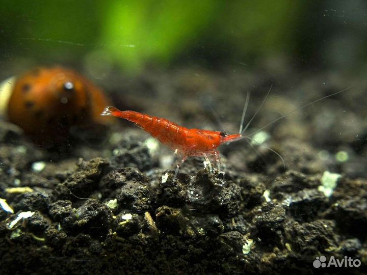 Растение для аквариума и рыбки