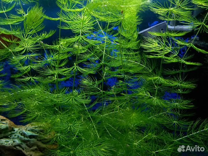 Украшение для аквариума