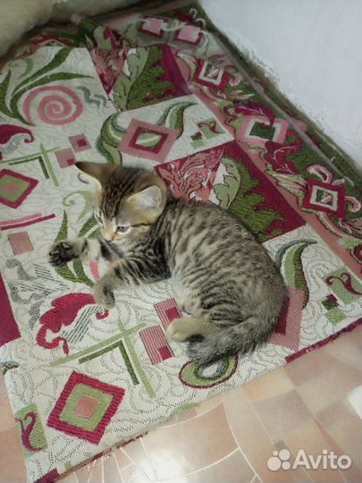 Бенгальская кошка