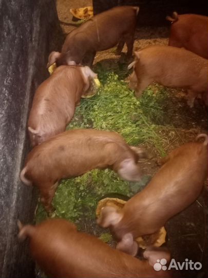 Поросенок Дюрок