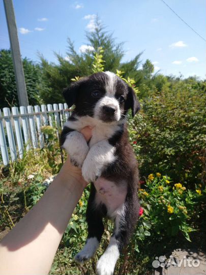 Щенки в добрые руки