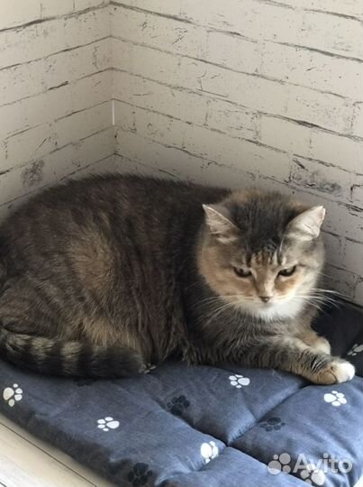Стерилизованная кошечка