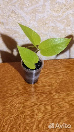 Цветы комнатные