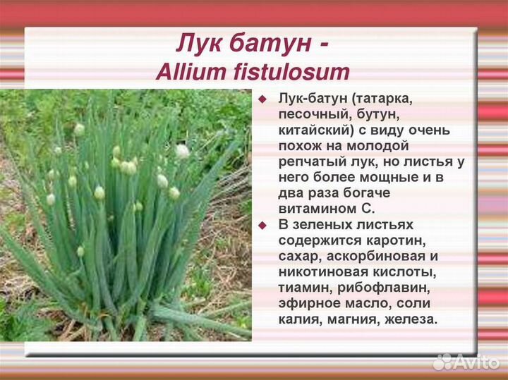 Лук-Батун (семена)