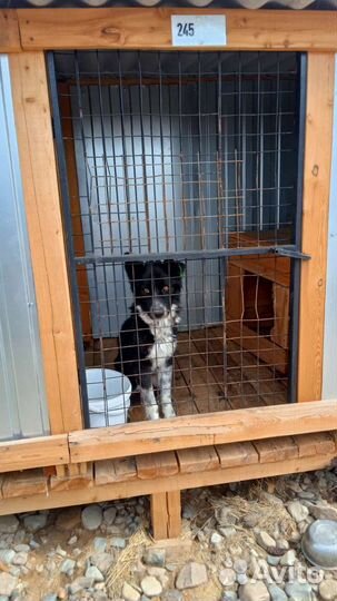 Возможно ваша собака попала в отлов