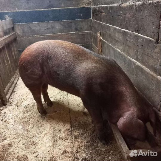 Хряк на племя