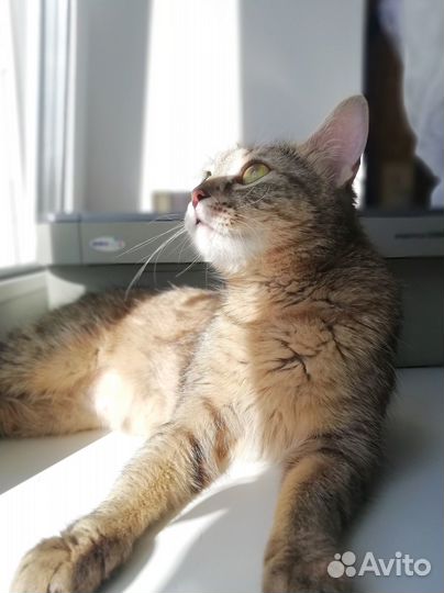 Кошка в заботливые руки