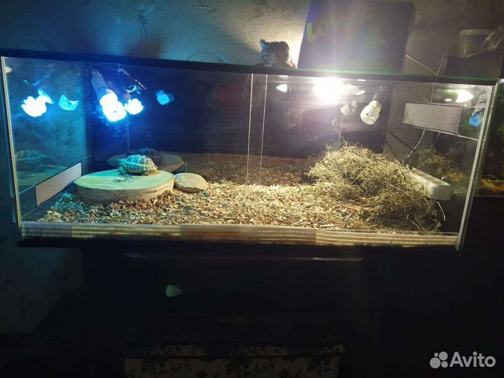 Террариум для рептилий 100х50