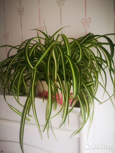 Хлорофитум хохлатый отростки