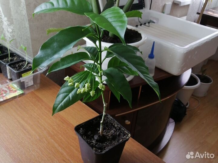 Хойя Мультифлора