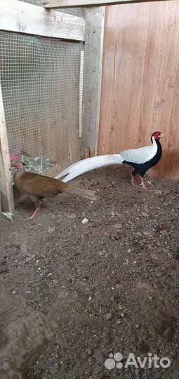 Семья серебристых фазанов