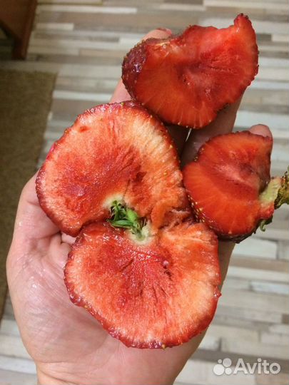 Клубника Мурано Крапо10 Клери Джоли Априка Маша