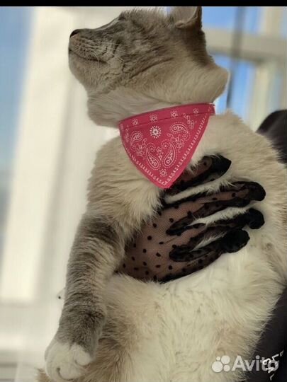 Ошейник для кошек