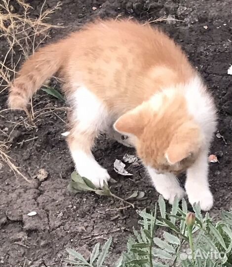 Котики бесплатно в добрые руки