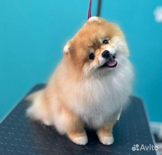 Стрижка собак и кошек