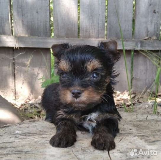 Йоркширский терьер девочки, мальчики