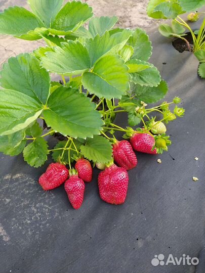 Саженцы клубники