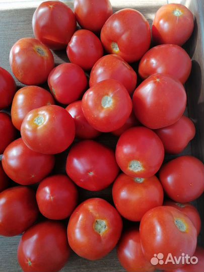 Помидоры свежие домашние