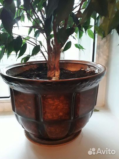 Фикус бенджамина