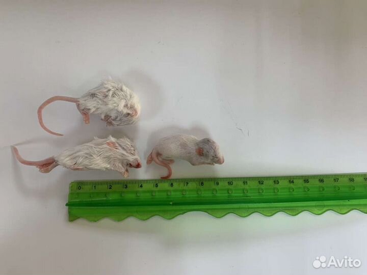 Замороженные насекомые и мыши