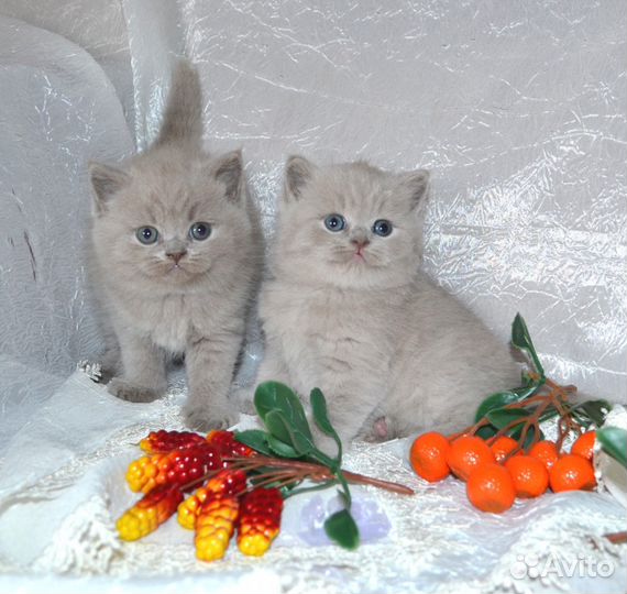 Ласковые мурчалочки