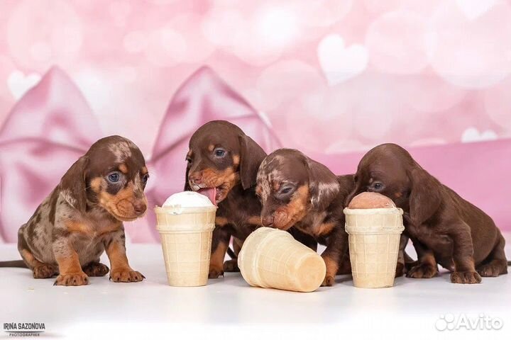 Миниатюрная мраморная такса