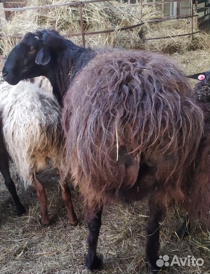 Баран на племя