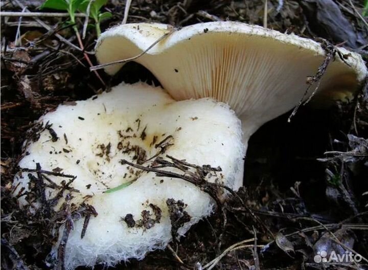 Сбор грибов, ягод