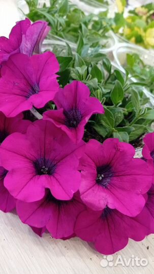 Петуния укорененые черенки