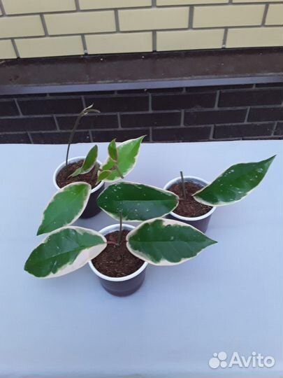 Комнатные растения цветы