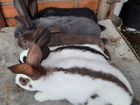 Кролики - немецкий пестрый великан (строкач) объявление продам